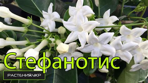 Цветы комнатные / Стефанотис или комнатный жасмин - YouTube