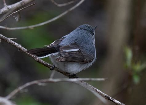 The Little Blue Grey Gnatcatcher – Moon Drops