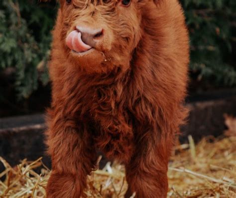 mini highland cows  sale  pa mini highland  breeders