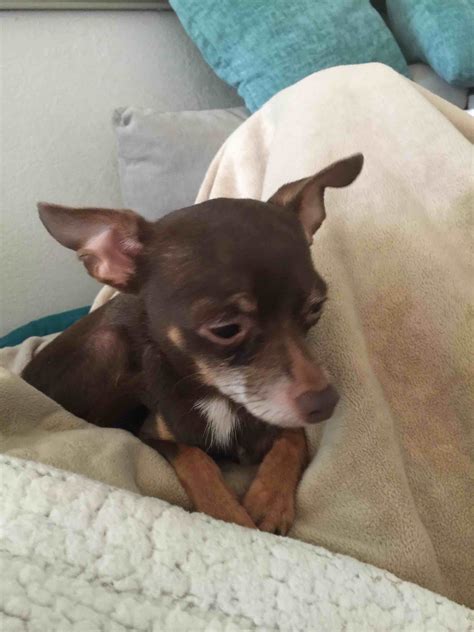 How long does a small chihuahua, I've unknown need to neutered? He is very scared and a bit
