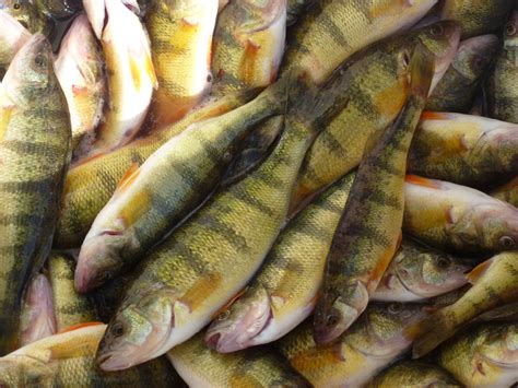 perch dissections  days