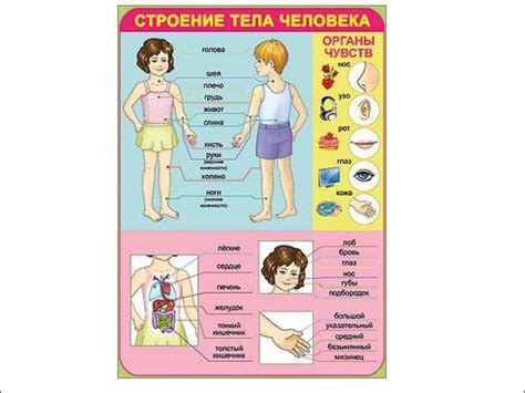 Строение тела человека. Звуки - презентация онлайн