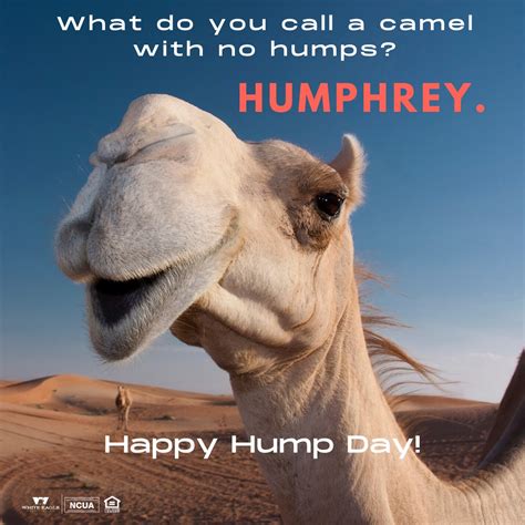 Happy Hump Day Camel Meme