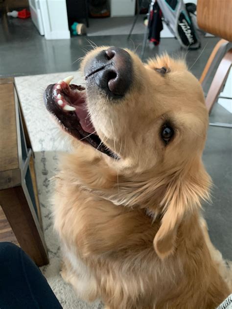 The secret petco photos trick for getting dogs to smile 36