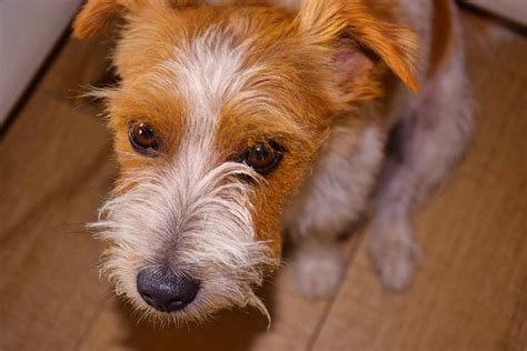Jackrussel Dog Pet - Free photo on Pixabay - Pixabay