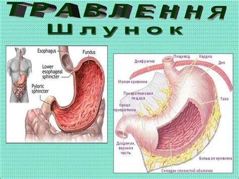 Травна система людини - презентация онлайн