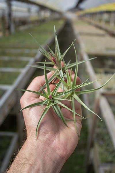 spring season plantaflor usa