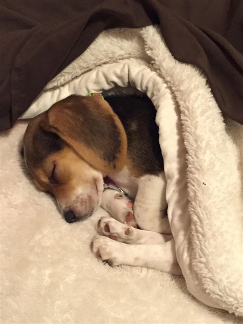 8346 best r/beagle images on Pholder | We had Artie for about 6 months, she is a 3 year old