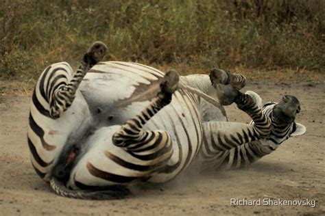 "Rolling Pregnant Zebra" by Richard Shakenovsky | Redbubble