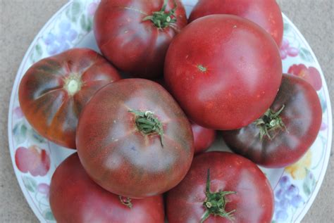 Tomato, Cherokee Purple – Snake River Seed Cooperative