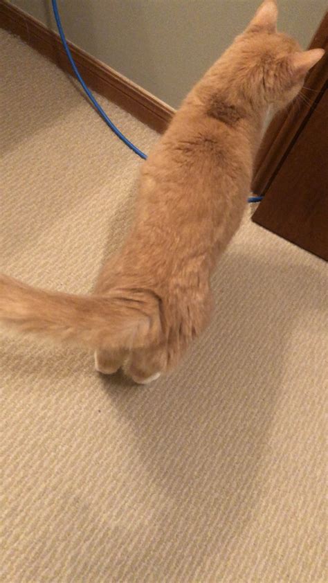 Found my cat’s reset button : r/StoppedWorking