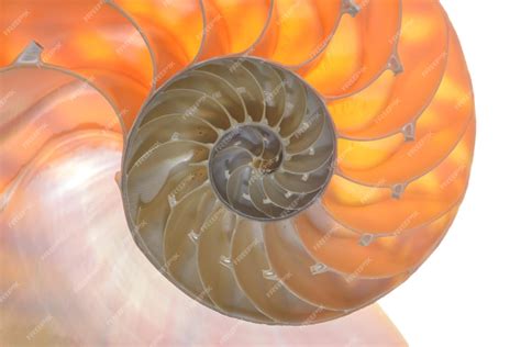 Premium Photo | Nautilus pompilius living fossil mollusca chambered ...