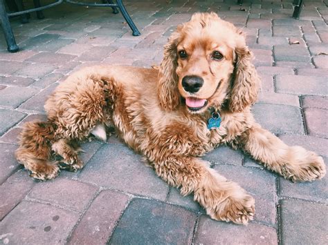 Cocker Spaniel Puppy | Photo by randiward16 | Cute dogs, Dog love, Cocker spaniel puppies