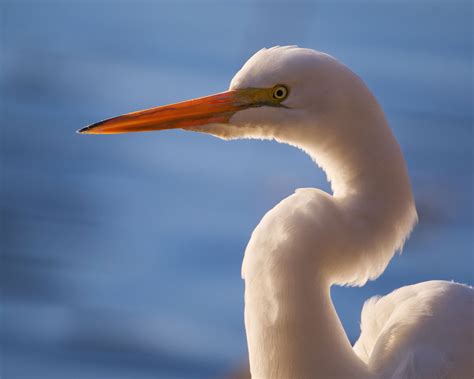Great Egret Portrait w/repost - Avian Critiques - Nature Photographers