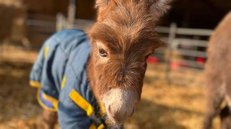 Newborn donkey stolen from 'devastated' owner at Hampshire farm | ITV ...