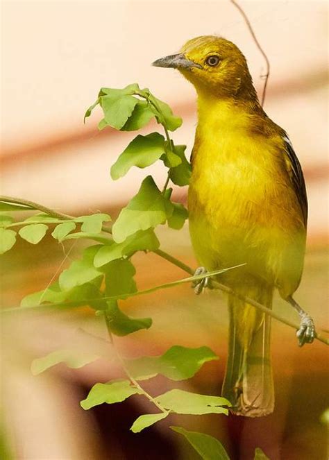 birds  india bird world august