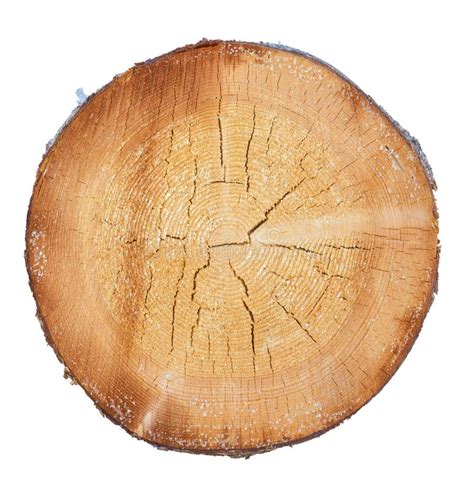 Tree in a cut stock image. Image of nature, brown, shape - 138034781