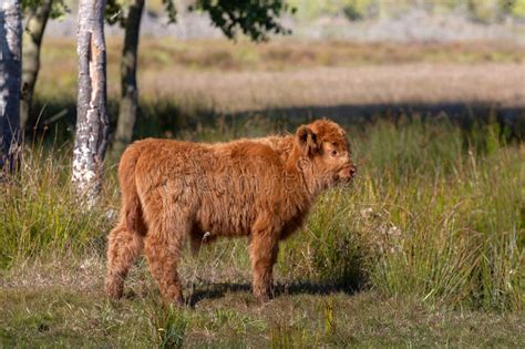 Beautiful Highland Cow Calves in the Nature Stock Photo - Image of ...