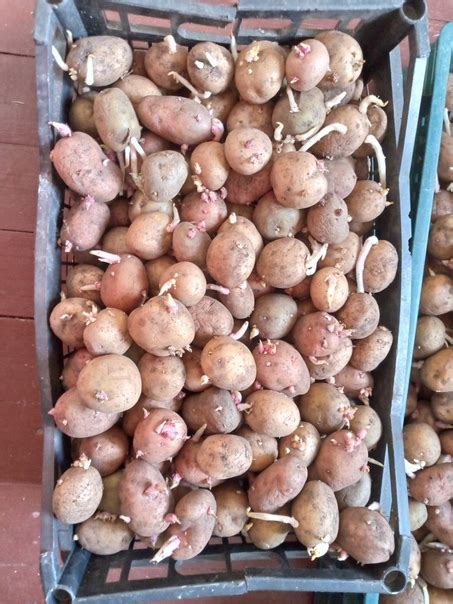 Продам семенную картошку, 5 вёдер.Подюга | ПРОДАМ | КУПЛЮ | УСЛУГИ ...