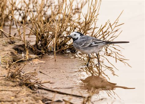 25 Florida Beach Birds Uncovered: ID Guide to Shore Wonders