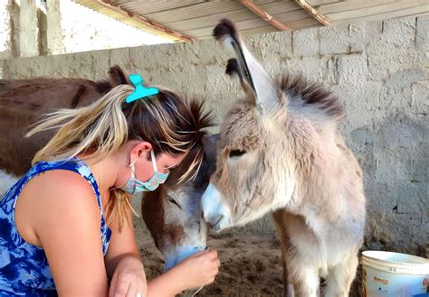 Manifestação nacional exige o fim do abate de jumentos no Brasil