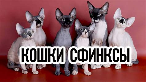Кошки сфинксы – необычные и привлекательные, несравнимы с другими ...
