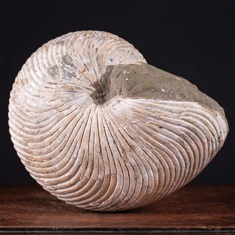 Fossil Nautiloid - Cymatoceras - - Fossil fragment - 197 mm - 159 mm ...