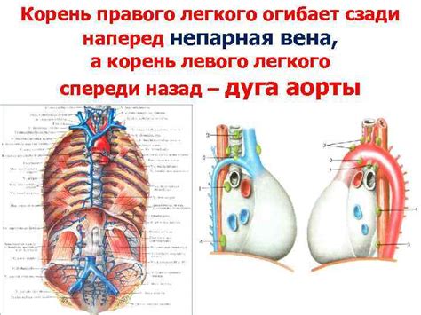 ФУНКЦИОНАЛЬНАЯ АНАТОМИЯ ГОРТАНИ ЛЕГКИХ ПЛЕВРЫ Топография Гортани
