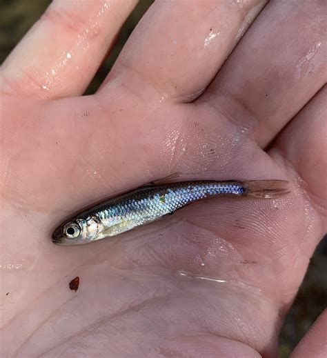 Bridle Shiner Maryland Biodiversity View Thumbnails User: 2091