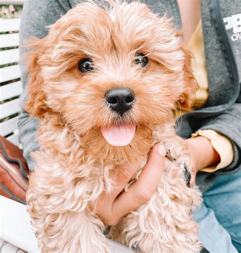 Cavapoo Grooming 101: Tips, FAQs, How To & More | Premier Pups