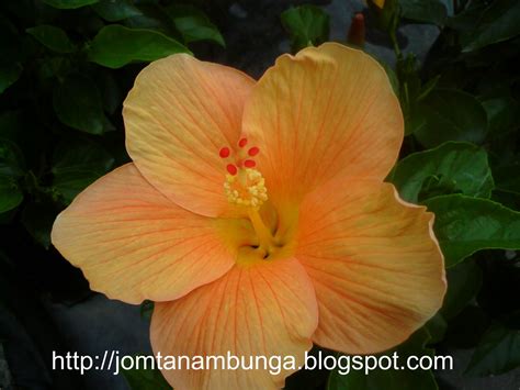 jom tanam bunga bunga besar