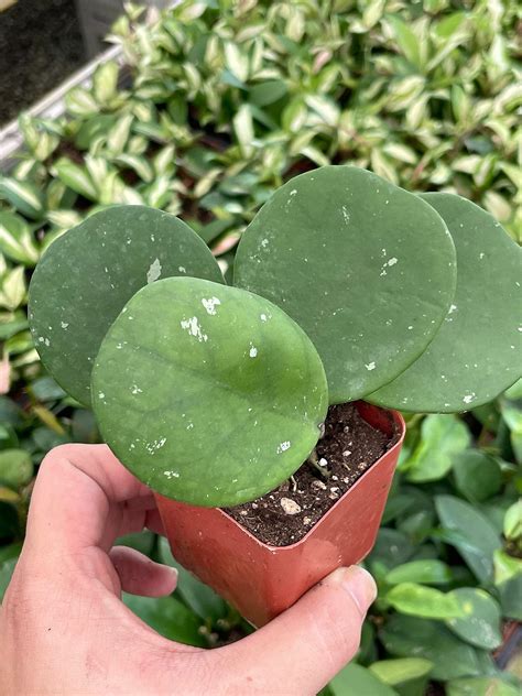 Hoya obovata Splash Variegated, Speckled with Freckles, Sweetheart