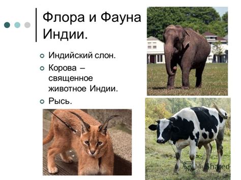 Презентация на тему: "Индия. Индия - государство в Южной Азии. Оно ...
