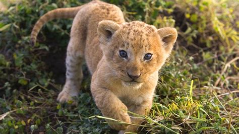 Lion Cub Wallpapers - Wallpaper Cave