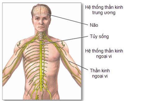 Cấu tạo và cách hệ thần kinh trung ương hoạt động | Vinmec