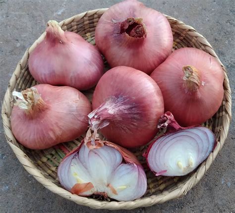 Methow Valley Seed Collective - It’s onion seed week! Time start ‘em