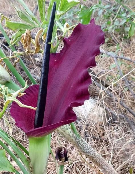 Dragon Lily (Dracunculus Vulgaris) - Plants & Seedlings - Devonport