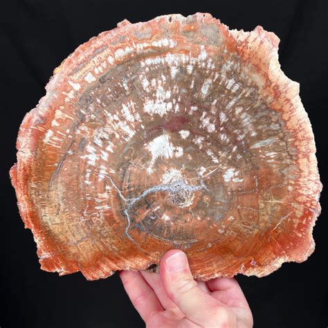 Petrified Wood Slice from Madagascar | For Sale | Unearthed Store
