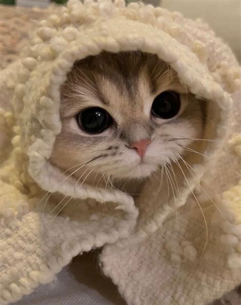 Создать мем "животные милые, милые котики, котики няшные" - Картинки ...