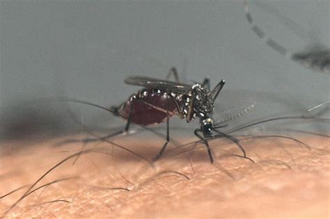 Dengue, mosquito-borne diseases rising in Europe: EU agency | The ...