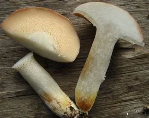 Suillus placidus: The Ultimate Mushroom Guide