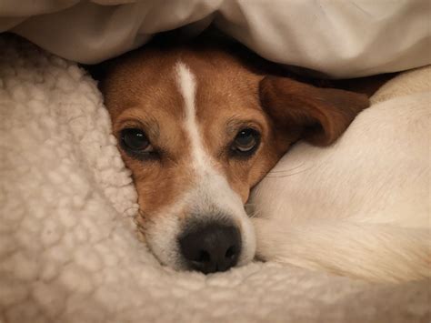 Oakley being cuddly Beagle Jack Russell Mix | Jack russell mix, Jack
