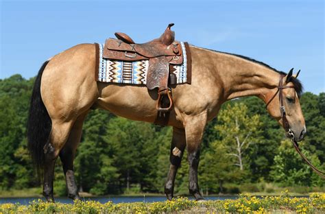 Horses for Sale | Horse of My Dreams
