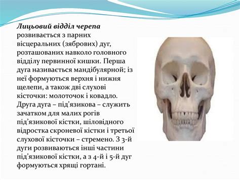 Скелет голови людини - презентация онлайн