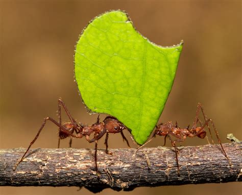 What is a keystone species? | Gulo in Nature