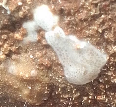 WoRMS - World Register of Marine Species - Photogallery