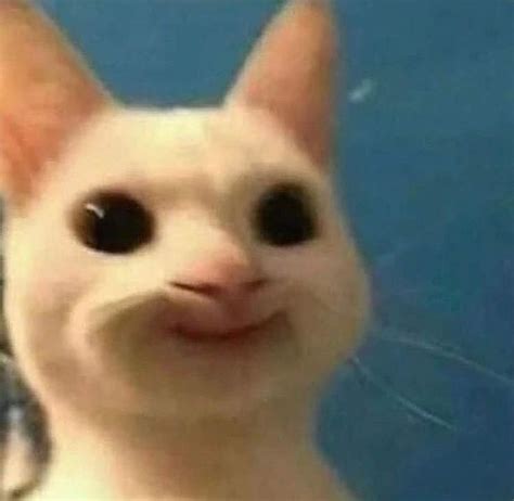 cat pfp | Pretty cats, Funny cute cats, Cute cats