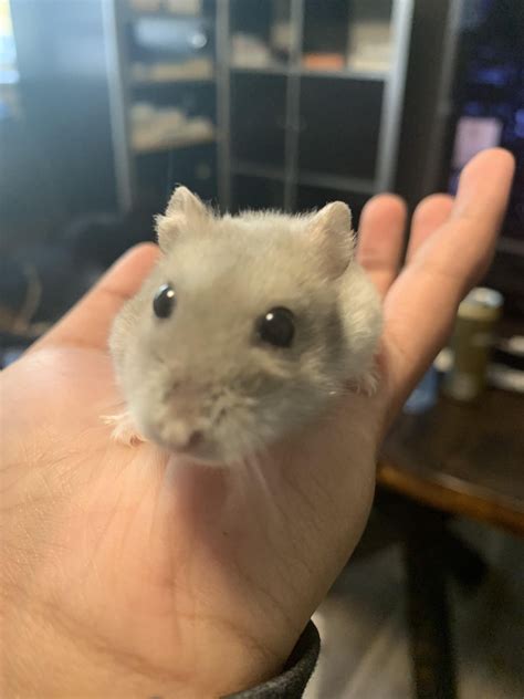 guide to hamster losing weight safely 2