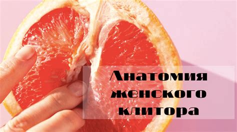 Анатомия женского клитора. Как выглядит и из чего состоит..mp4 ...