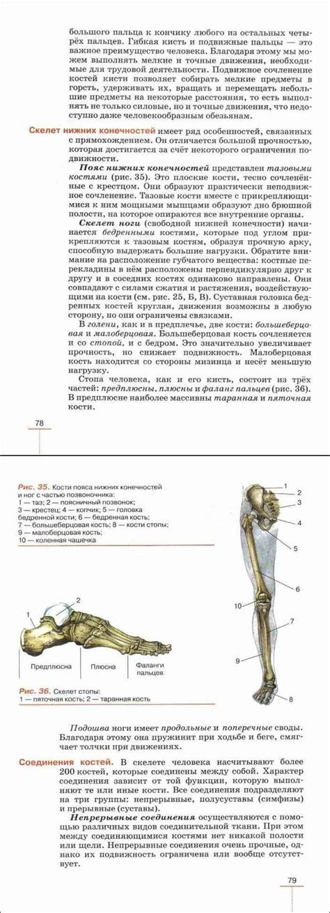 Читать онлайн учебник по биологии за 8 класс Колесов Маш Беляев